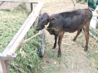 母牛, Cattle — 照片 5