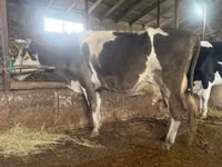 Kuh, Russian Black pied cattle — Foto 4