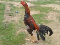 Chickens — picha 8