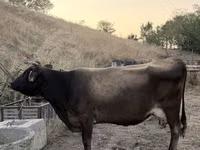 Ng'ombe jike, Ng'ombe — picha 4