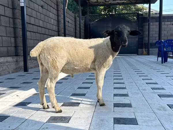 公羊, Hissar sheep