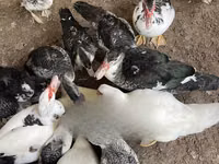 डोमेस्टिक मस्कोवी — फ़ोटो 1