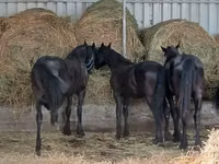 Caballo, Dutch warmblood horse — foto 5