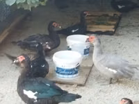Domestic Muscovy — photo 8