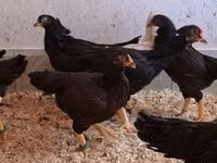 Chickens — picha 6