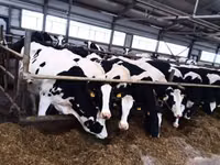 Ng'ombe jike, Banda la Holstein — picha 1