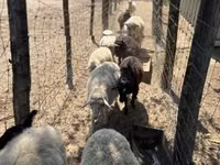 نعجة, Merino sheep — الصورة 2