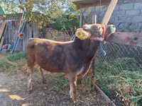 Ng'ombe dume, Swiss cattle — picha 1