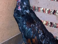 Chickens — 照片 5