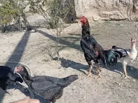 Chickens — 照片 8