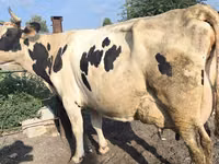 Ng'ombe jike, Swiss cattle — picha 5