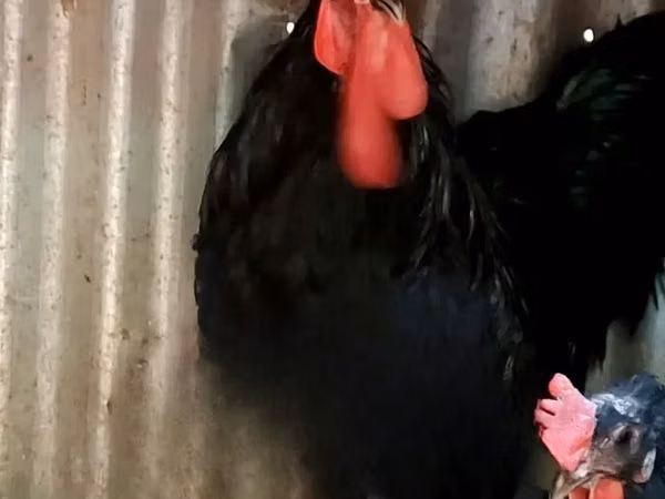 Australorp