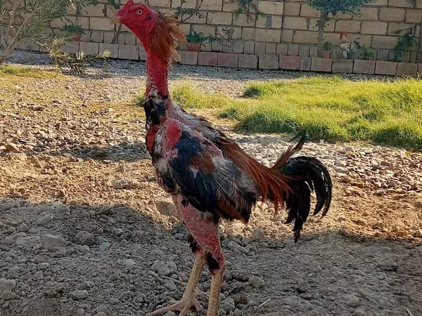 डॉमिनेंट