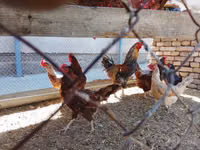 Chickens — Foto 1