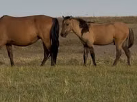 حصان, Bashkir horse — الصورة 6