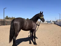 Farasi jike, Friesian — picha 4