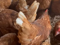 Chickens — Foto 3