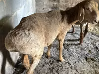Kondoo jike, Katum sheep — picha 5