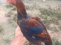 Chickens — foto 3