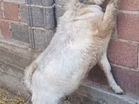 Billy Goat, Goats — photo 1