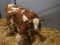 ثور, Simmental cattle — الصورة 4