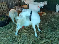 母山羊, Pomellata goat — 照片 5