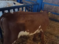 सांड, Simmental cattle — फ़ोटो 3