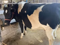 Kuh, Holstein-Rasse — Foto 7