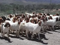 Mbuzi (kikundi, jinsia haijatajwa), Boer goat — picha 3