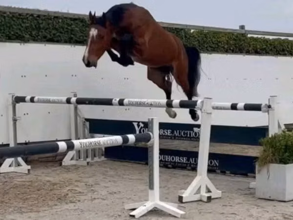 Farasi dume, Farasi