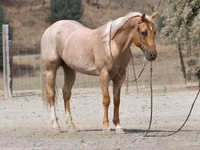 Caballo, Quarter Horse — foto 5