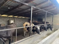 Ng'ombe jike, Russian Black pied cattle — picha 2