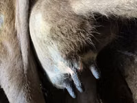 Ng'ombe jike, Swiss cattle — picha 3
