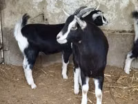 عنزة, Alpine goat — الصورة 7