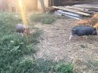 Boar — photo 4