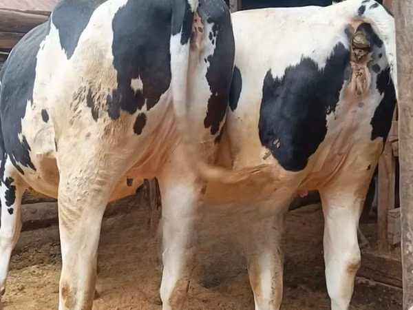 Kuh, Holstein-Rasse — Kenia