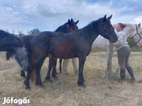 Mare, Horses — photo 1