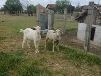 मेढ़ा, Merino sheep — फ़ोटो 1
