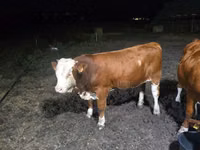 Ng'ombe dume, Swiss cattle — picha 2