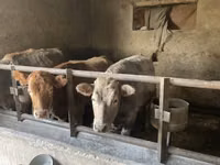 Ng'ombe jike, Russian Black pied cattle — picha 2