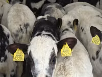 Rinder (Partie, Geschlecht nicht angegeben), Simmental cattle — Foto 4