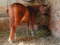 Caballo, Caballos — foto 4