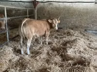 Bull, Blonde d’Aquitane cattle — photo 4
