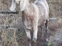 Ziege, Beetal goats — Foto 2