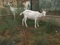 Mbuzi (kikundi, jinsia haijatajwa), Mbuzi — picha 3