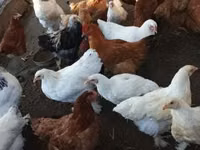 Chickens — Foto 1