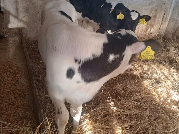 Ng'ombe dume, Russian Black pied cattle