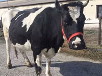 Ng'ombe jike, Russian Black pied cattle — picha 3