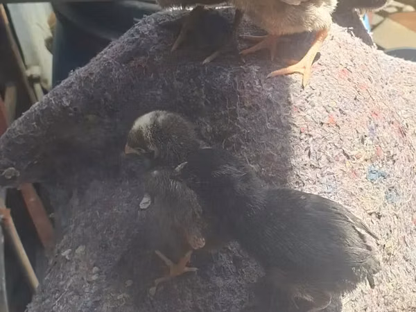 Chickens — Kenia