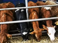 Rinder (Partie, Geschlecht nicht angegeben), Simmental cattle — Foto 7
